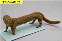 藏品(黃鼠狼)的圖片